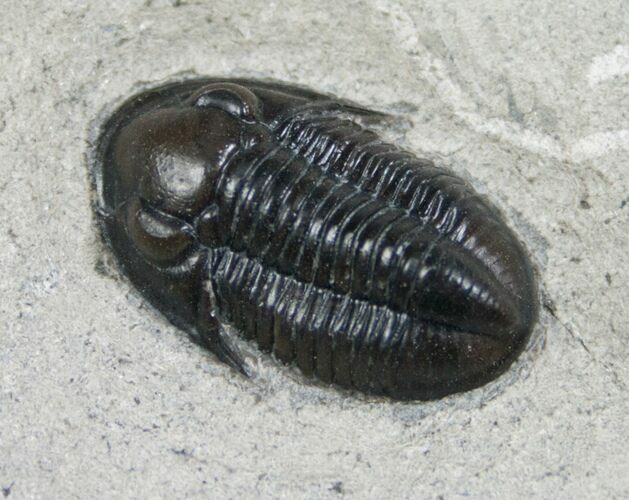 Gorgeous, D Pseudodechenella Trilobite From NY #5519